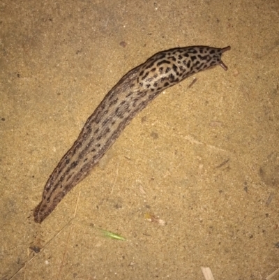 Limax maximus (Leopard Slug, Great Grey Slug) at Point Hut to Tharwa - 19 Mar 2022 by michaelb