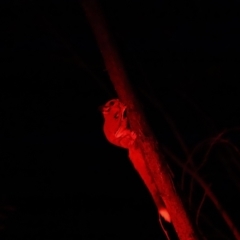 Petaurus notatus (Krefft’s Glider, formerly Sugar Glider) at Mulligans Flat - 1 Aug 2018 by JimL