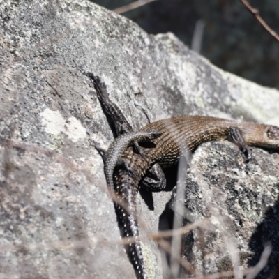 Egernia cunninghami (Cunningham's Skink) at Rendezvous Creek, ACT - 28 Sep 2019 by JimL