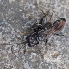 Sphecidae or Crabronidae (families) (Unidentified sand wasp) at Murrumbateman, NSW - 17 Mar 2022 by SimoneC