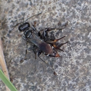 Sphecidae or Crabronidae (families) at Murrumbateman, NSW - 17 Mar 2022