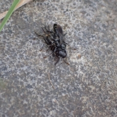 Sphecidae or Crabronidae (families) at Murrumbateman, NSW - 17 Mar 2022 03:47 PM