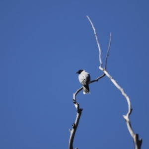 Coracina novaehollandiae at Stromlo, ACT - 14 Sep 2019