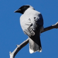 Coracina novaehollandiae at Stromlo, ACT - 14 Sep 2019