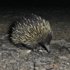 Tachyglossus aculeatus (Short-beaked Echidna) at Mulligans Flat - 20 Sep 2019 by JimL