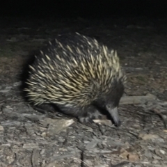 Tachyglossus aculeatus (Short-beaked Echidna) at Forde, ACT - 20 Sep 2019 by JimL