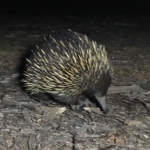 Tachyglossus aculeatus at Forde, ACT - 20 Sep 2019