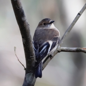 Petroica phoenicea at Paddys River, ACT - 7 Sep 2019 11:13 AM