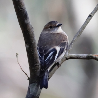 Petroica phoenicea (Flame Robin) at Paddys River, ACT - 7 Sep 2019 by JimL