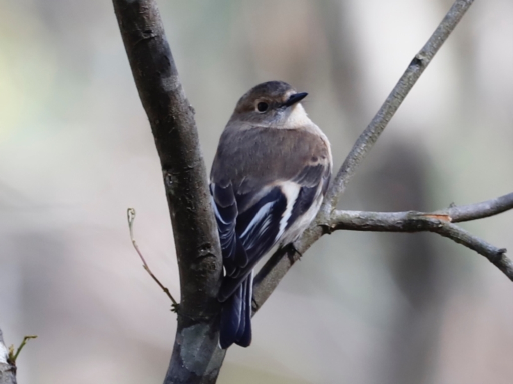 Petroica phoenicea at Paddys River, ACT - 7 Sep 2019