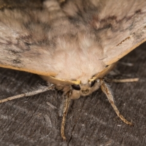 Anthela varia at Melba, ACT - 16 Jan 2022 11:29 PM