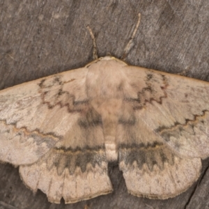 Anthela varia at Melba, ACT - 16 Jan 2022 11:29 PM