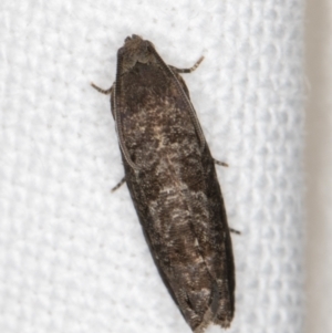 Cydia pomonella at Melba, ACT - 16 Jan 2022 11:33 PM