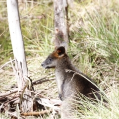 Wallabia bicolor (Swamp Wallaby) at Tidbinbilla Nature Reserve - 7 Sep 2019 by JimL