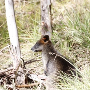 Wallabia bicolor at Paddys River, ACT - 7 Sep 2019