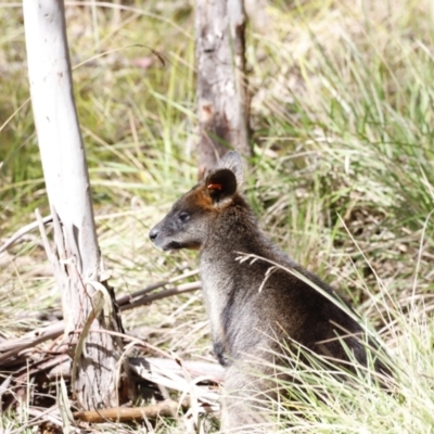 Wallabia bicolor (Swamp Wallaby) at Paddys River, ACT - 7 Sep 2019 by JimL