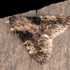 Orthaga thyrisalis at Melba, ACT - 16 Jan 2022 11:36 PM