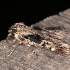 Orthaga thyrisalis at Melba, ACT - 16 Jan 2022 11:36 PM