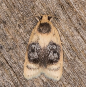 Garrha ocellifera at Melba, ACT - 16 Jan 2022 11:37 PM