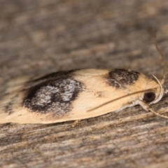 Garrha ocellifera at Melba, ACT - 16 Jan 2022 11:37 PM