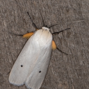 Maroga melanostigma at Melba, ACT - 16 Jan 2022