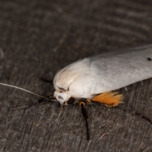 Maroga melanostigma at Melba, ACT - 16 Jan 2022 11:45 PM