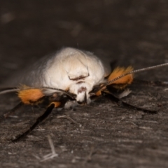 Maroga melanostigma at Melba, ACT - 16 Jan 2022 11:45 PM