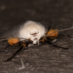 Maroga melanostigma at Melba, ACT - 16 Jan 2022 11:45 PM