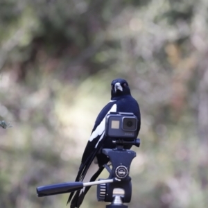 Gymnorhina tibicen at Stromlo, ACT - 19 May 2019