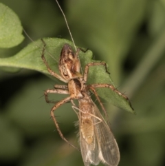 Oxyopes (genus) (Lynx spider) at Melba, ACT - 16 Jan 2022 by kasiaaus
