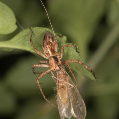 Oxyopes (genus) (Lynx spider) at Melba, ACT - 16 Jan 2022 by kasiaaus