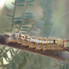 Acyphas semiochrea (Omnivorous Tussock Moth) at Murrumbateman, NSW - 12 Mar 2022 by SimoneC