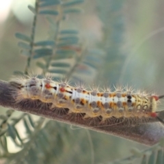 Acyphas semiochrea (Omnivorous Tussock Moth) at Murrumbateman, NSW - 12 Mar 2022 by SimoneC