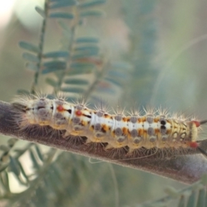 Acyphas semiochrea at Murrumbateman, NSW - 12 Mar 2022