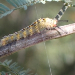 Acyphas semiochrea at Murrumbateman, NSW - 12 Mar 2022