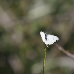 Pieris rapae (Cabbage White) at Bullen Range - 19 May 2019 by JimL