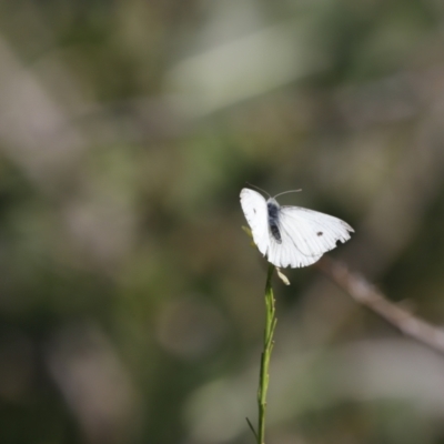 Pieris rapae (Cabbage White) at Stromlo, ACT - 19 May 2019 by JimL