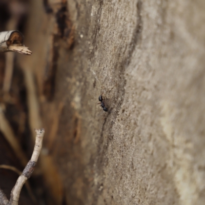 Camponotus hartogi (A sugar ant) at Namadgi National Park - 20 Apr 2019 by JimL