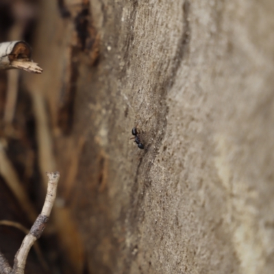 Camponotus hartogi (A sugar ant) at Tennent, ACT - 20 Apr 2019 by JimL