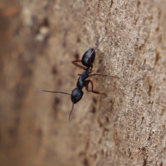 Camponotus hartogi at suppressed - 20 Apr 2019