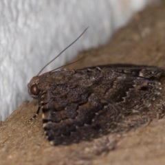 Diatenes aglossoides at Melba, ACT - 16 Jan 2022 11:47 PM