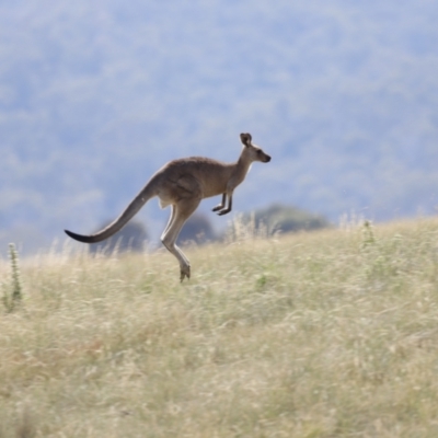 Macropus giganteus (Eastern Grey Kangaroo) at Rendezvous Creek, ACT - 19 Jan 2019 by JimL