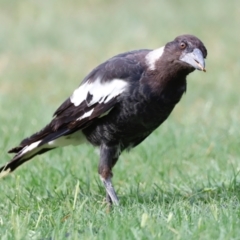 Gymnorhina tibicen (Australian Magpie) at Holt, ACT - 17 Jan 2019 by JimL