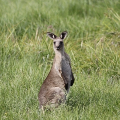 Macropus giganteus (Eastern Grey Kangaroo) at Rendezvous Creek, ACT - 20 Jan 2019 by JimL