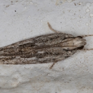 Ardozyga undescribed species nr amblopis at Melba, ACT - 17 Jan 2022