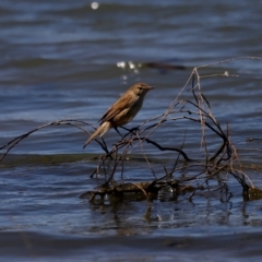 Acrocephalus australis (Australian Reed-Warbler) at Lake Ginninderra - 17 Nov 2019 by JimL