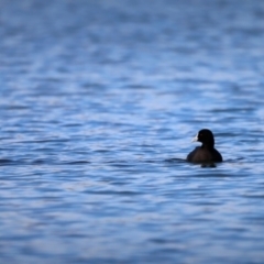 Fulica atra (Eurasian Coot) at Belconnen, ACT - 7 Oct 2019 by JimL