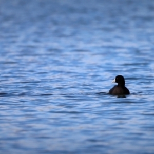 Fulica atra at Belconnen, ACT - 7 Oct 2019 03:58 PM