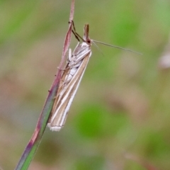 Hednota species near grammellus (Pyralid or snout moth) at Mongarlowe River - 19 Mar 2022 by LisaH