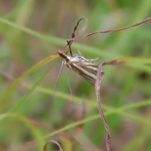 Hednota species near grammellus at Mongarlowe, NSW - 19 Mar 2022